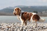 CAVALIER KING CHARLES 211
